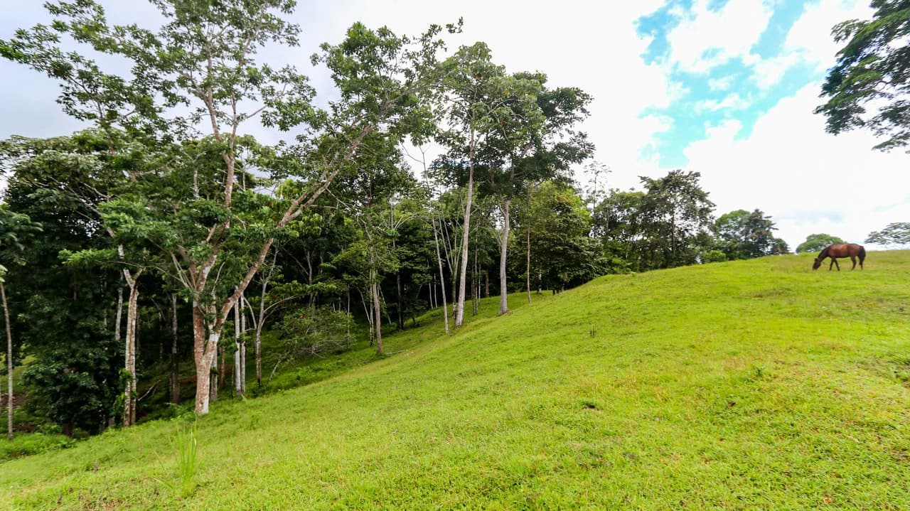 Unique Development Property Overlooking the Pristine Golfito Bay and Golfo Dulce - photo 19