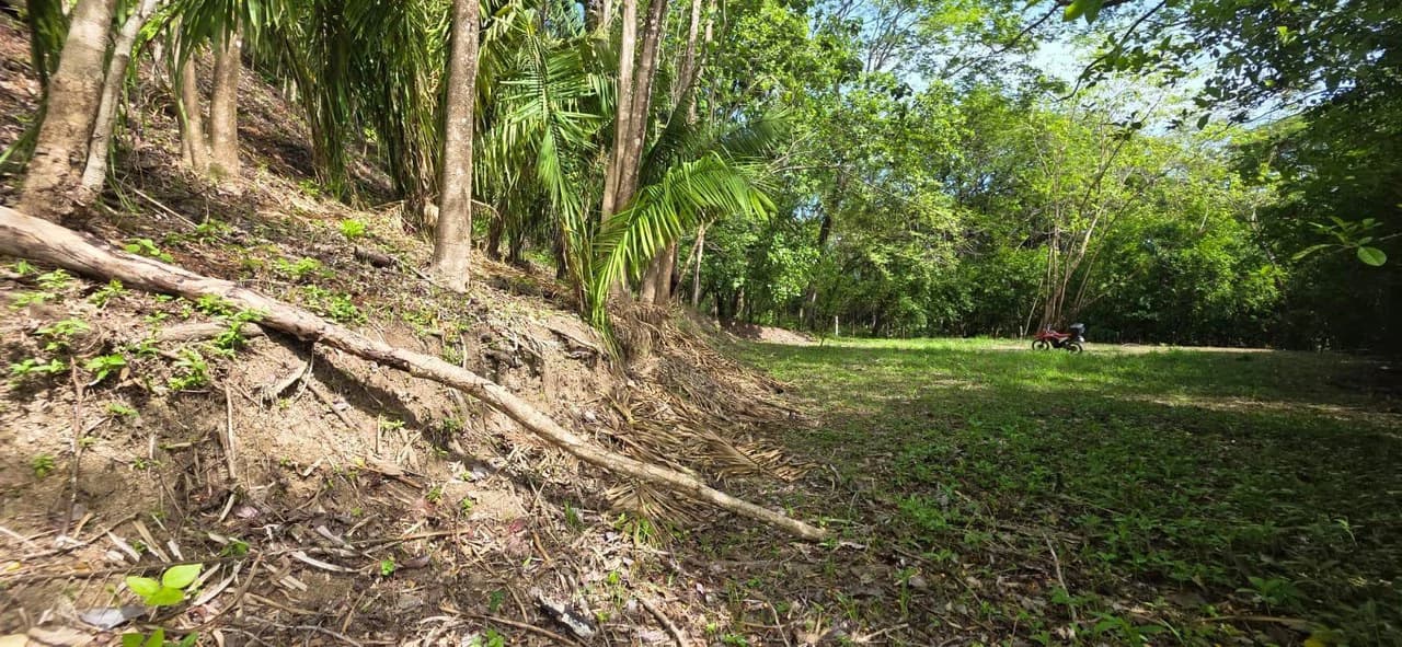 Lote Ceiba: Beautiful Peaceful Lot Near Barrigona Beach - photo 3