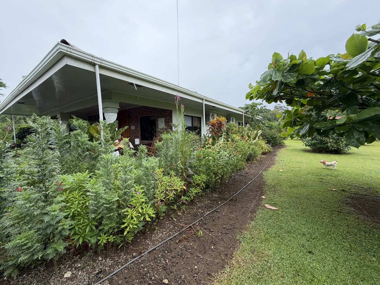 Country house with fruit trees for sales Upala Costa Rica - photo 19