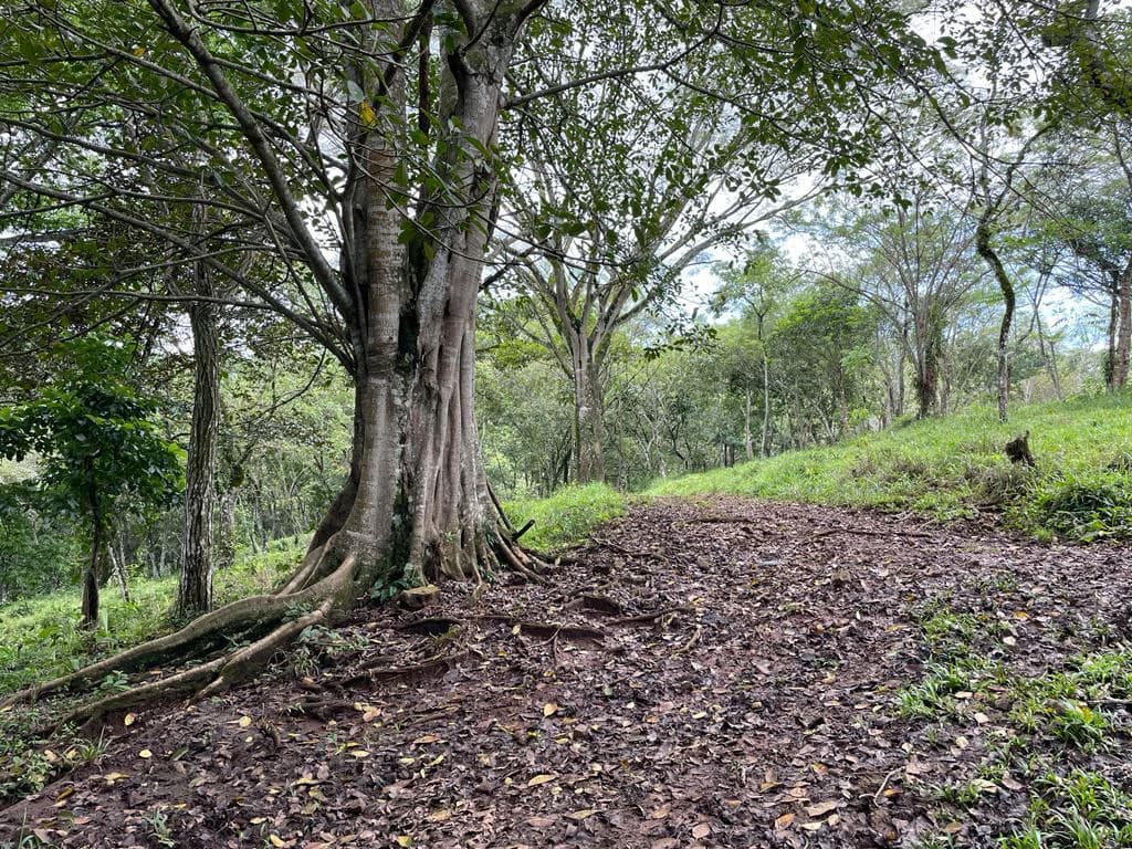 Farm for sale Puriscal Close to Universidad para la Paz Costa Rica - photo 15