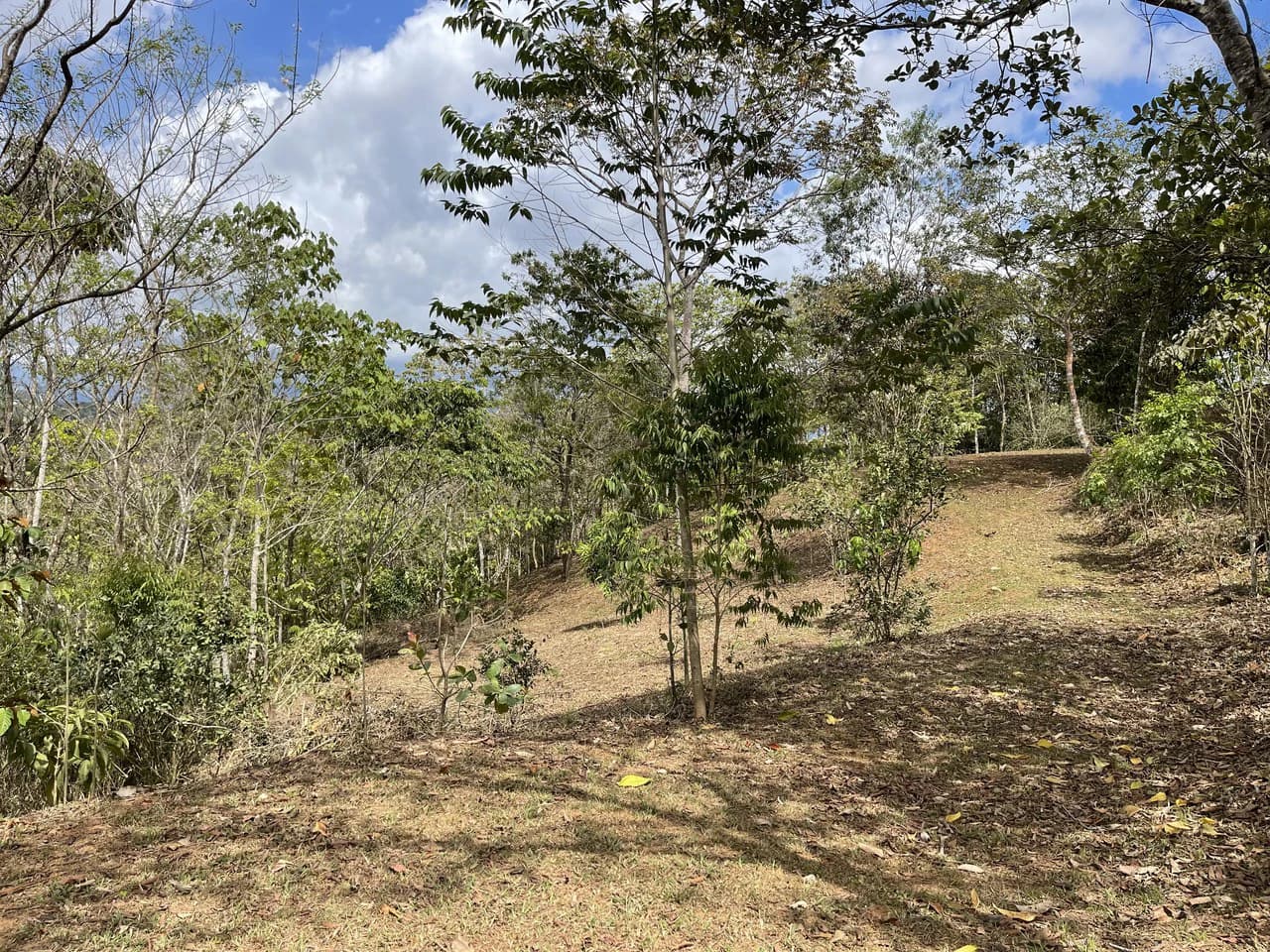 Elevated Two and a Half Acres with Cool Breeze in San Isidro del General - photo 9