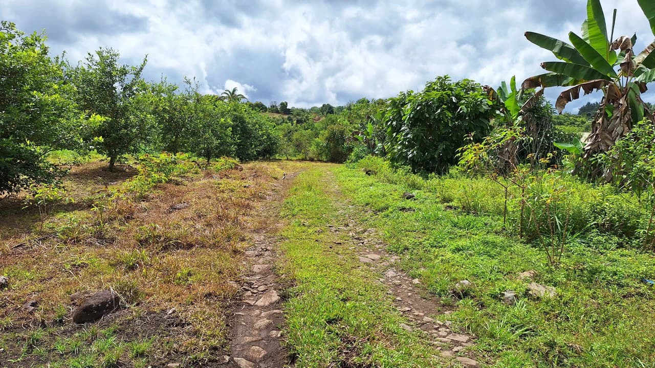 Se vende lote agrícola, en Cajón, Perez Zeledon.: Mountain Home Construction Site For Sale in Cajón - photo 18