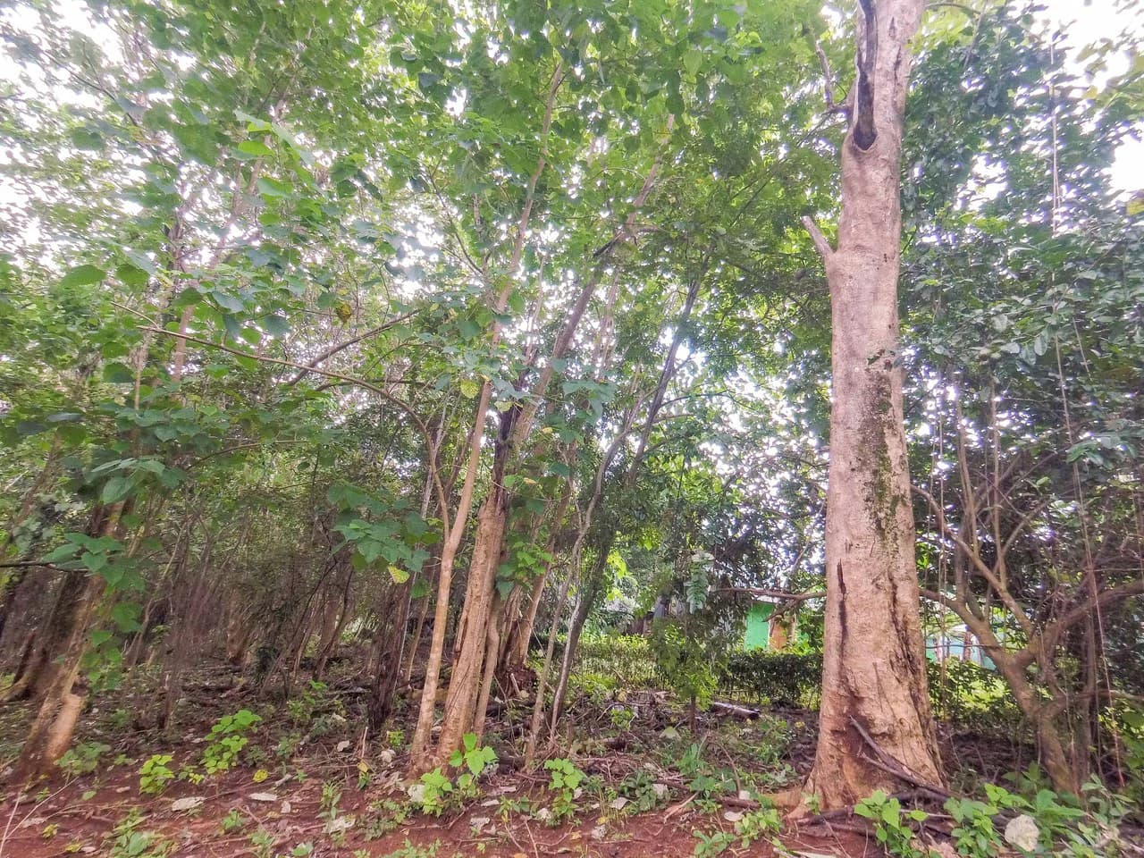 Lot Limon Dulce: Countryside Home Construction Site For Sale in Playa Samara - photo 8