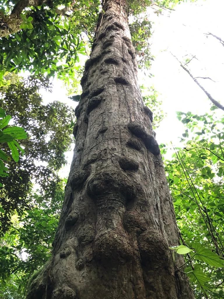 Spectacular 72.44 acres: Costa Rica Nature Estate | Private Waterfall, River, Home & Spectacular Views | Near La Fortuna - photo 16