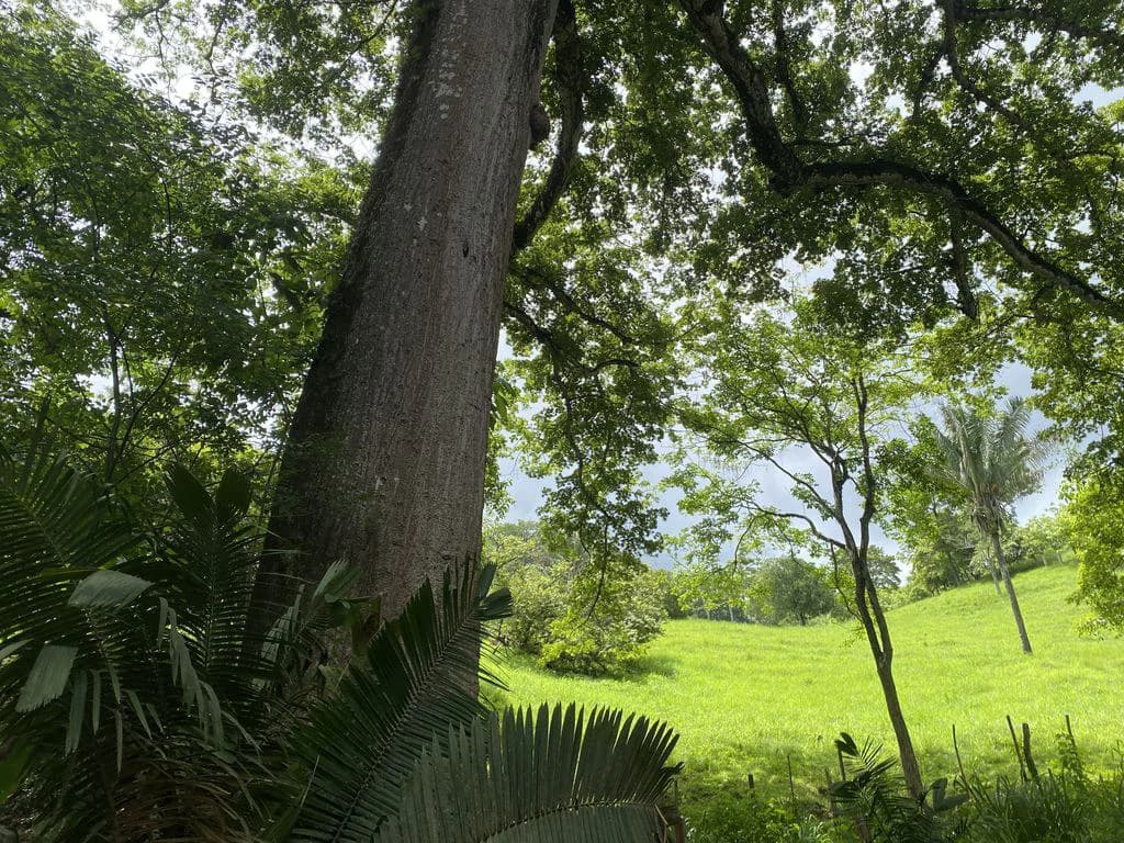 Finca Rio El Carmen: 3 HA Finca with Elevation Across from Renowned Rio Ora, 1 HA parcels available, Three 1700 m2 lots - All available in Rustic El Carmen - photo 4