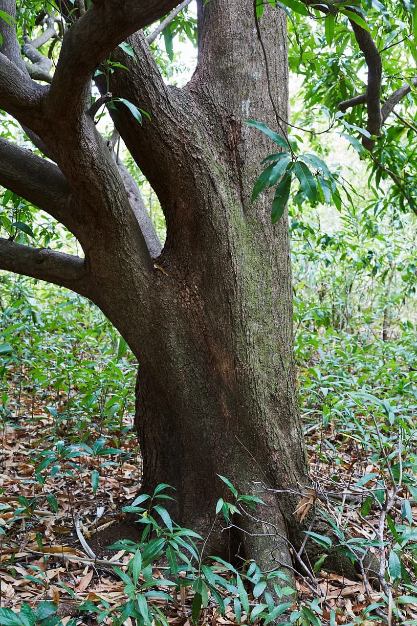 Finca Gomez: 214 Hectares | Ocean Views, Rivers & Development Potential – Guanacaste - photo 15