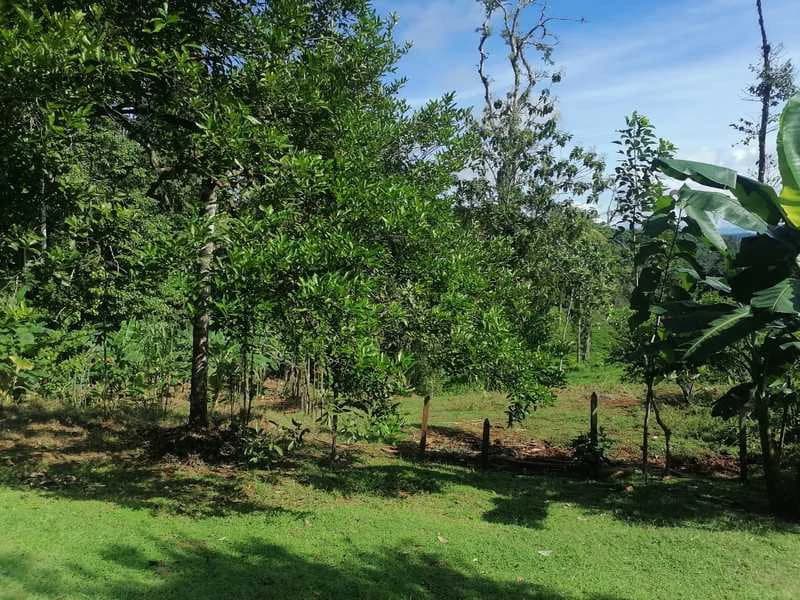 69.16 Acres Property | Mountain & Top Ocean View with Small Home - photo 32