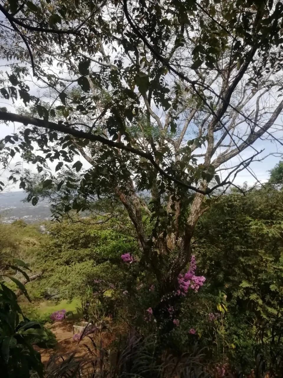 Beautiful lot in Santa Ana for a Developer - photo 4