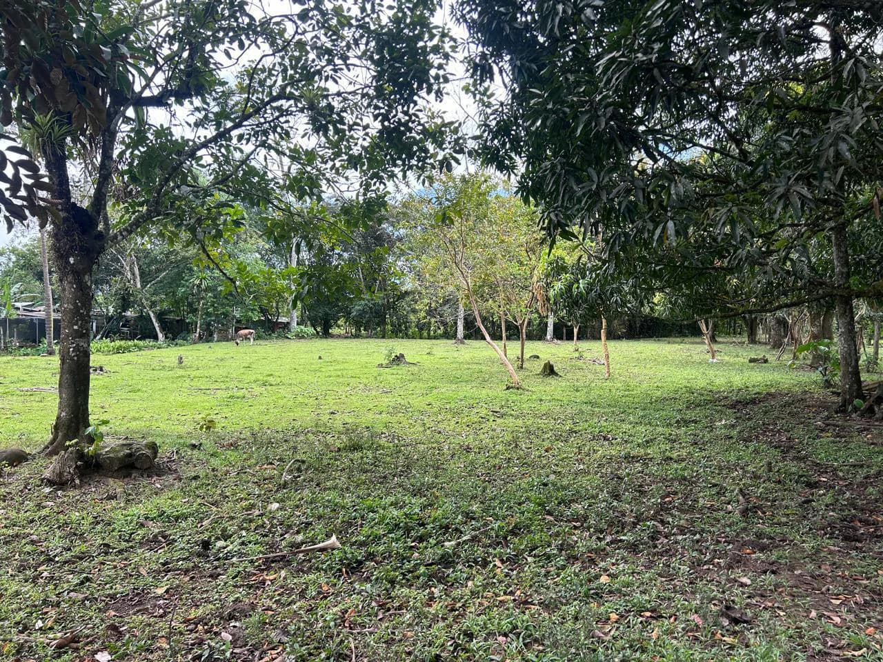 Land for Sale 4803 m2: Over 1 acre - photo 1