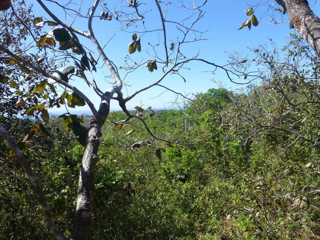 Ocean view farm for sale in the mountains of San Juanillo - photo 27