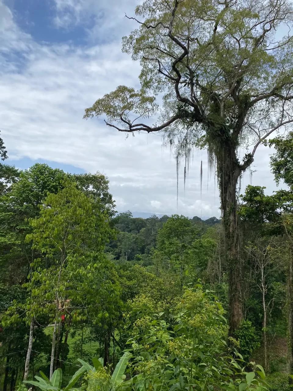 ID 1084: 5,500 sqm Lot with Mountain View in Iriria 1, Punta Uva - photo 4