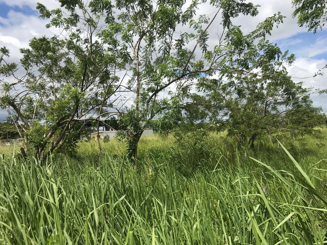 Property near Liberia and Discovery Park - photo 10