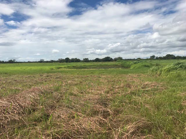 NYA project Price $ 17 m². 21 hectares - photo 6