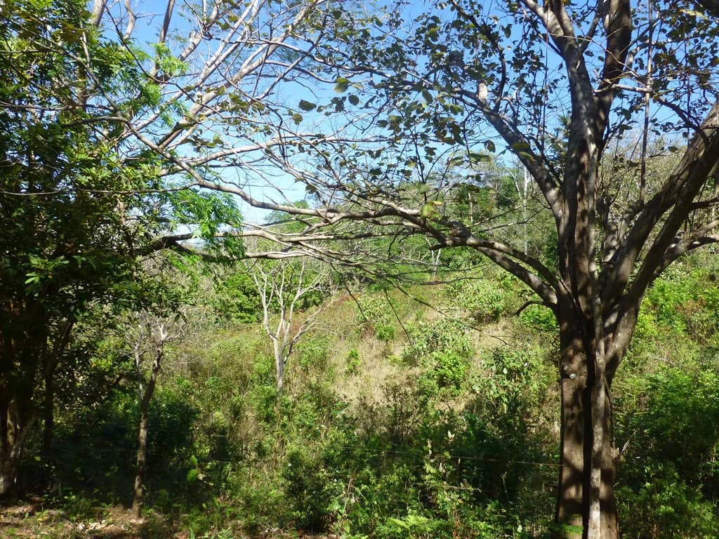 Ocean view farm for sale in the mountains of San Juanillo - photo 28