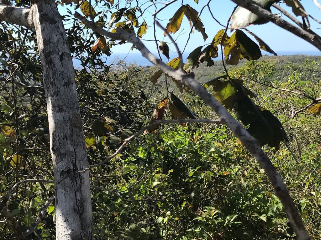 Ocean view farm for sale in the mountains of San Juanillo - photo 21