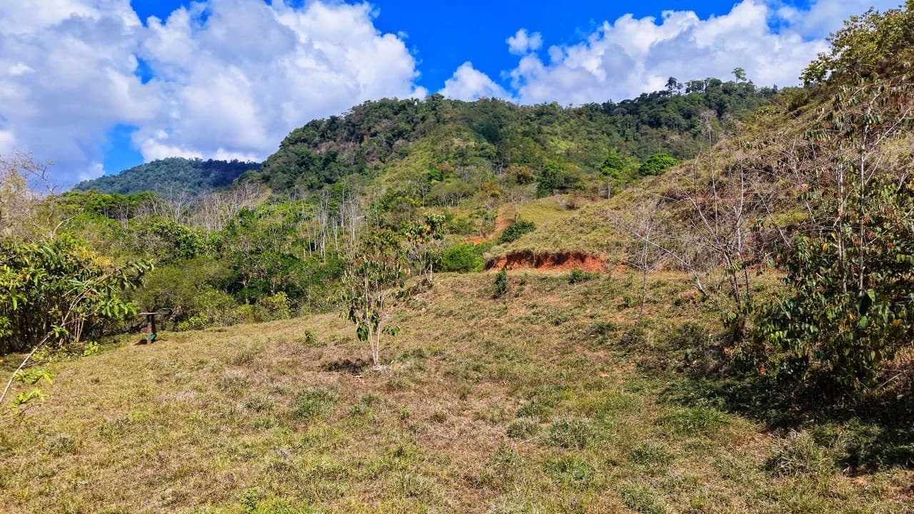 2.8 HA FARM FOR SALE IN SAN LUIS DE MORETE | MOUNTAIN VIEWS AND NEAR THE OCEAN - photo 11