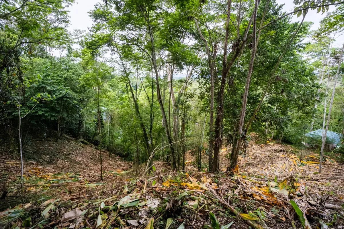 ID 1084: 5,500 sqm Lot with Mountain View in Iriria 1, Punta Uva - photo 6