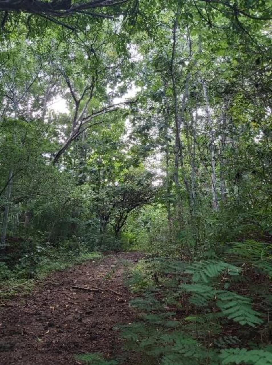 First Time Listed! Playa Avellanas Costa Rica Ocean View Development Land for Sale. Water and Land letter in Place. A Developer Dream! - photo 4