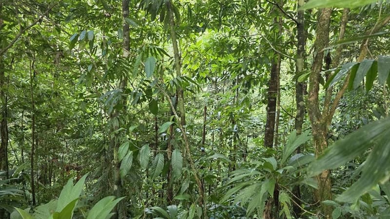 116-Hectare Finca for Sale Near Uvita with Whales Tail Views and 10 Waterfalls | La Faralla, Bahia Ballena, Uvita, Puntarenas, Costa Rica - photo 38