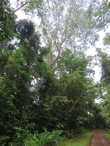34-Acres of Forest For Sale in Riyito de Puerto Jimenez - photo 5