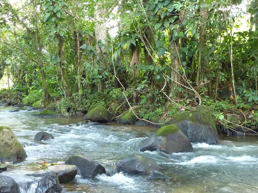 Beautiful Paradise farm for sale in the Bijagua area, nature, peace, and riverfrontage - photo 4
