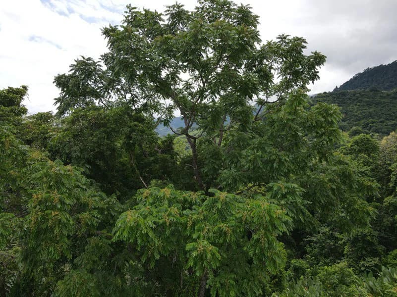 Panoramic 180 Degree Ocean View Lot Ready To Build Close To Ojochal - photo 30