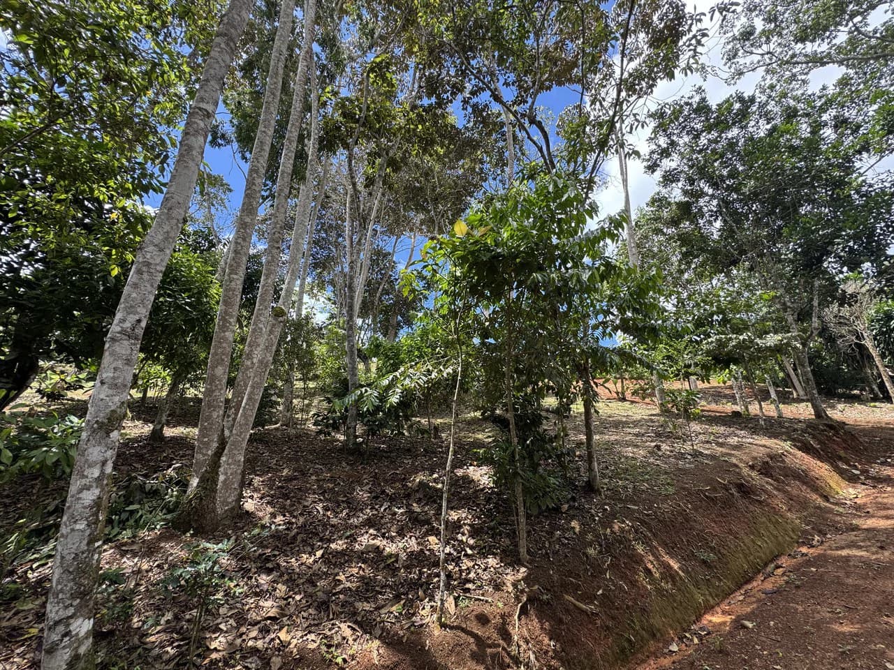Prime 40,000 Sq. Ft. Building Lot with Mountain & Valley Views in Pérez Zeledón - photo 7