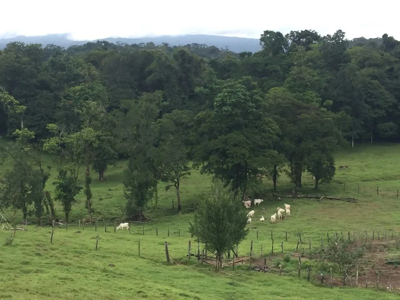Expansive 83-Hectare Agricultural & Ranch Land in Sarapiquí, Heredia - photo 4