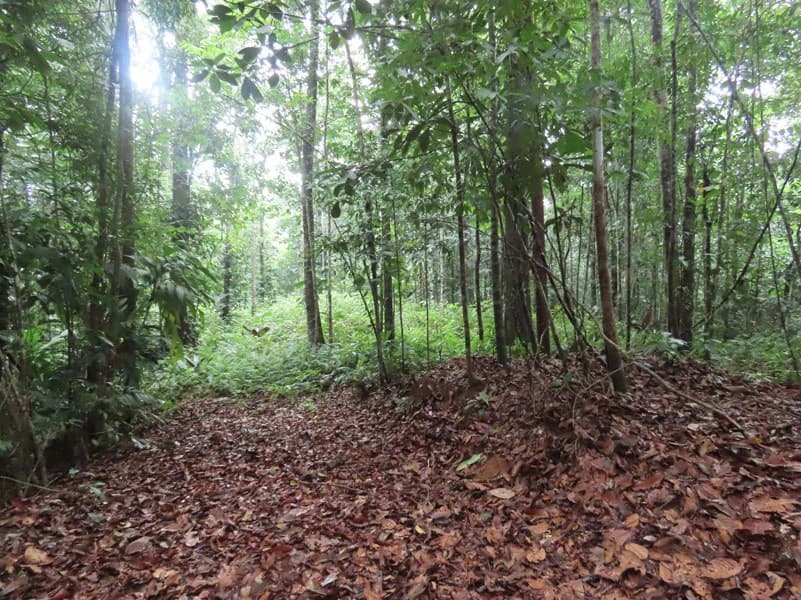 34-Acres of Forest For Sale in Riyito de Puerto Jimenez - photo 21