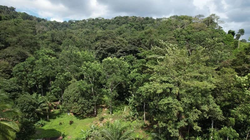 Ocean View & Primary forest 55-ha Rincon de Osa - photo 6
