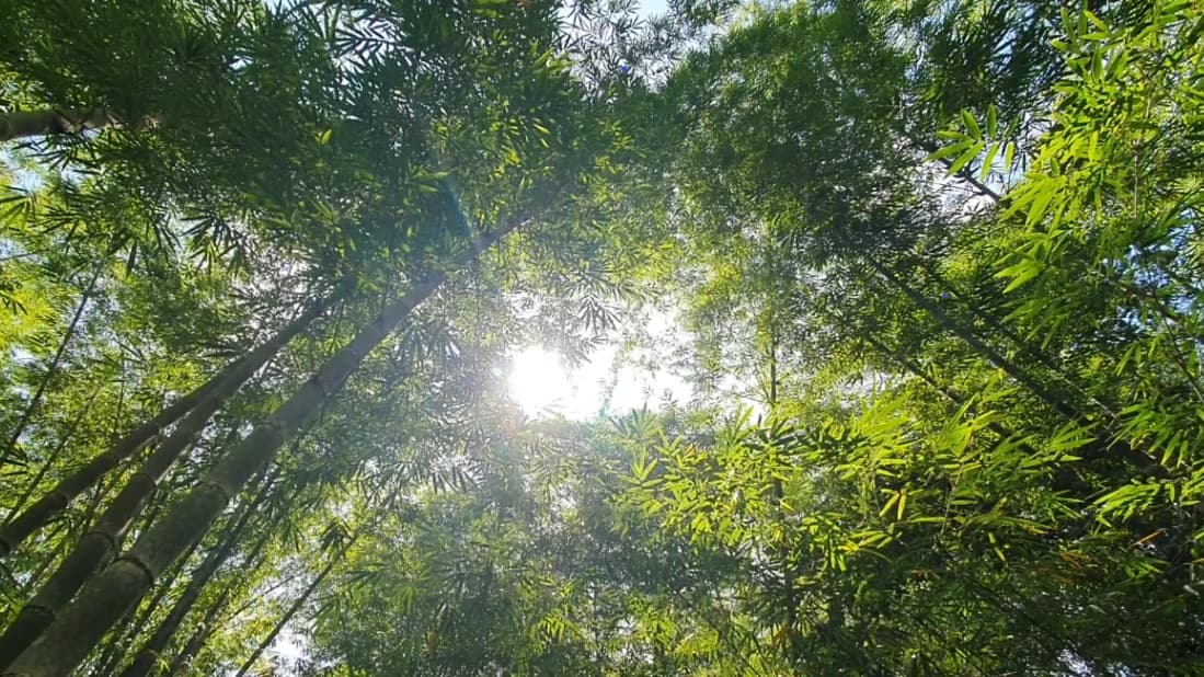 Property #2 with Bamboo Plantation, Development Opportunity (Residential, Hotel, and Industrial). - photo 10