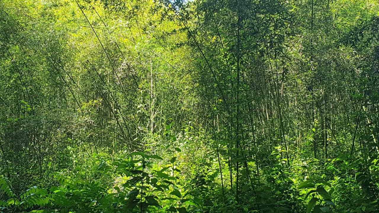 Property #1 with Bamboo Plantation, Development Opportunity (Residential, Hotel, and Industrial). - photo 10