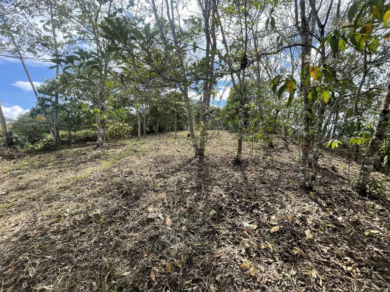 Elevated Two and a Half Acres with Cool Breeze in San Isidro del General - photo 15