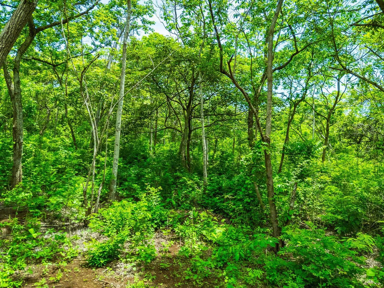 Adventure Meets Nature: Private 1.75acres Lot Minutes from Playa Negra - photo 10