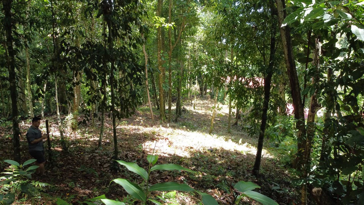 1.6 Acres Land Parcel in Ballena, Jungle Views.: Mountain Home Construction Site For Sale in Bahía Ballena - photo 6