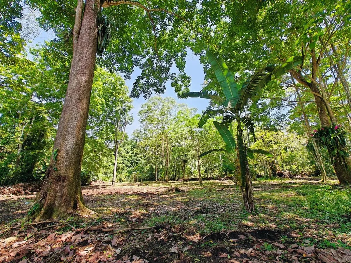 ID 961: Lot 4 - 5383 sqm - New Development on Old Yard Road, Cahuita - 300 Meters to the Beach - photo 5