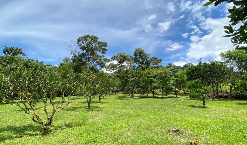 1.9 ACRES – Very Usable Flat Land Divided By An Across Running Creek, Tons Of Fruit Trees Plus Woods In The Back!!! - photo 22