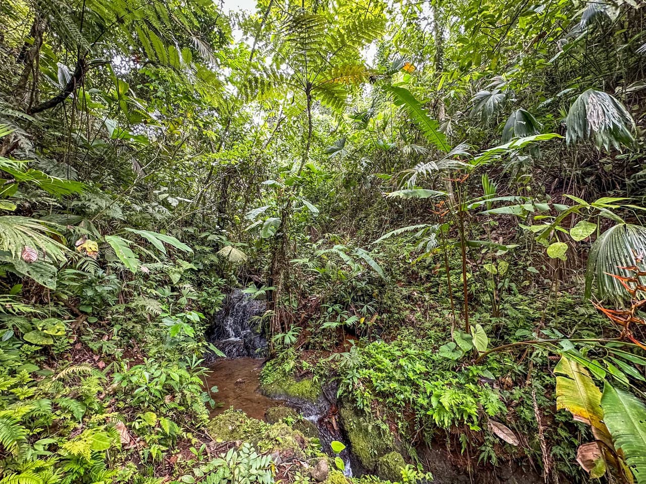 Costa Rican Gem with Conservation Potential: Preserve 26 Acres of Pristine Land - photo 3