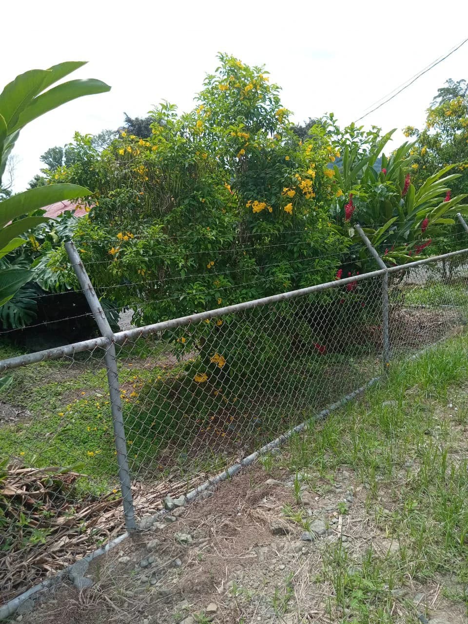 Farm home in Blanco: Ideal retirement farm at the foot of the rainforest - photo 4
