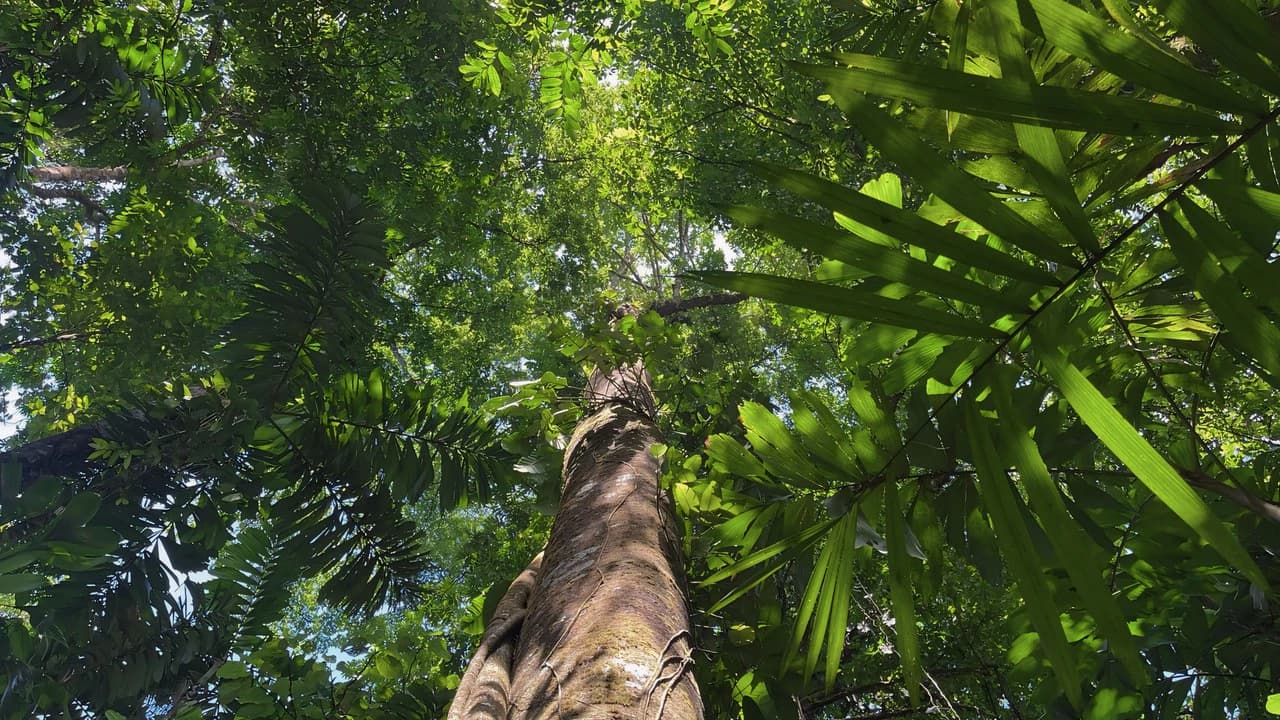 FINCA CERRO DEL TIGRE! OVER 20 ACRES OF PRIMARY FOREST AND WATERFALLS.: Mountain Agricultural Land For Sale in La Unión - photo 4