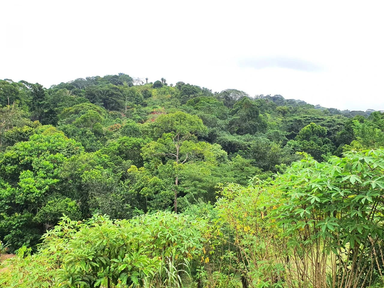 Land in Bijagual with a river crossing the property! - photo 9
