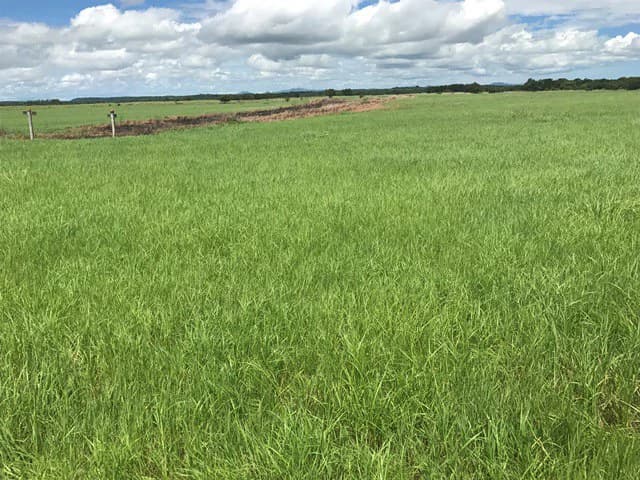 NYA project Price $ 17 m². 21 hectares - photo 13