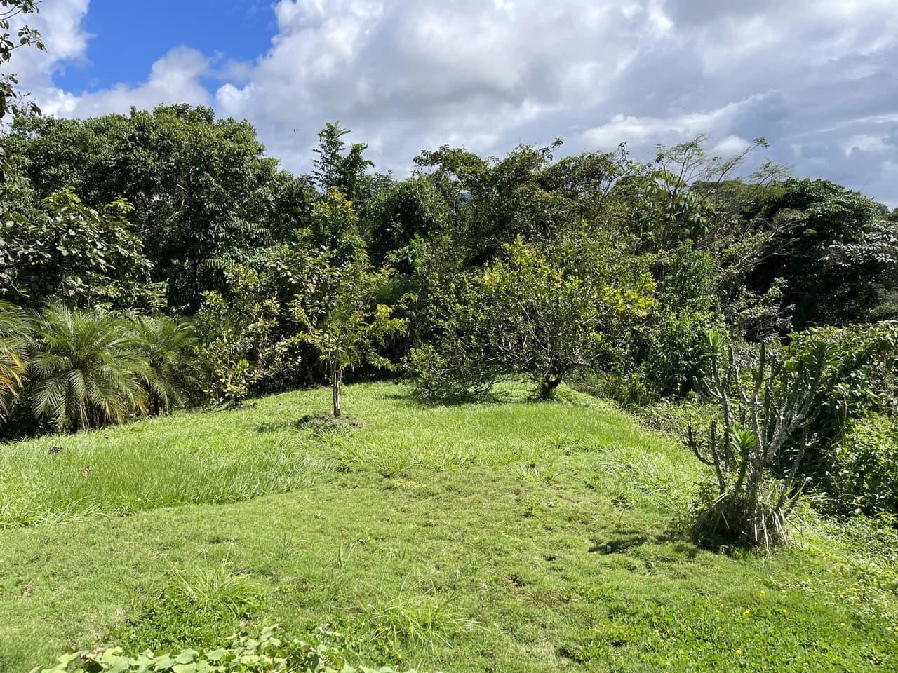 5.2 ACRES – 2 Bedroom Home With 60 Ft Infinity Lap Pool, 1 Bedroom Guest House, Fabulous Ocean View, Mature Fruit Trees!!! - photo 11