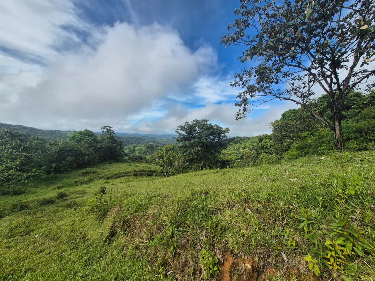 Propiedad en San Blas: Mountain Agricultural Land For Sale in La Linda General Viejo - photo 26