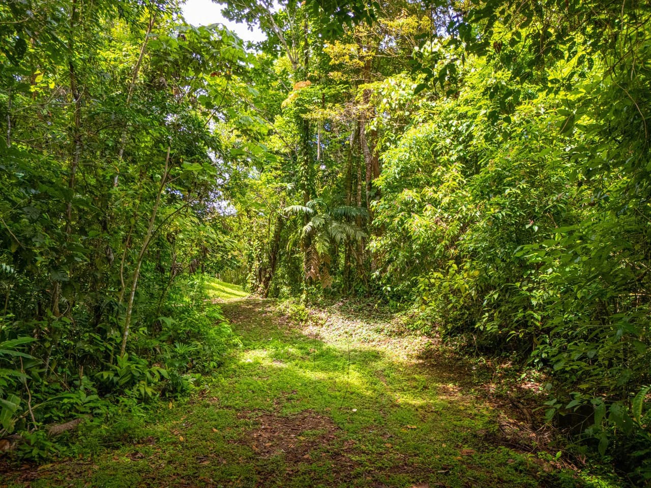 Tropical Paradise in Cascada Sándalo, Tres Ríos Ocean & Mountain Views | Gated Community | Abundant Nature - photo 10