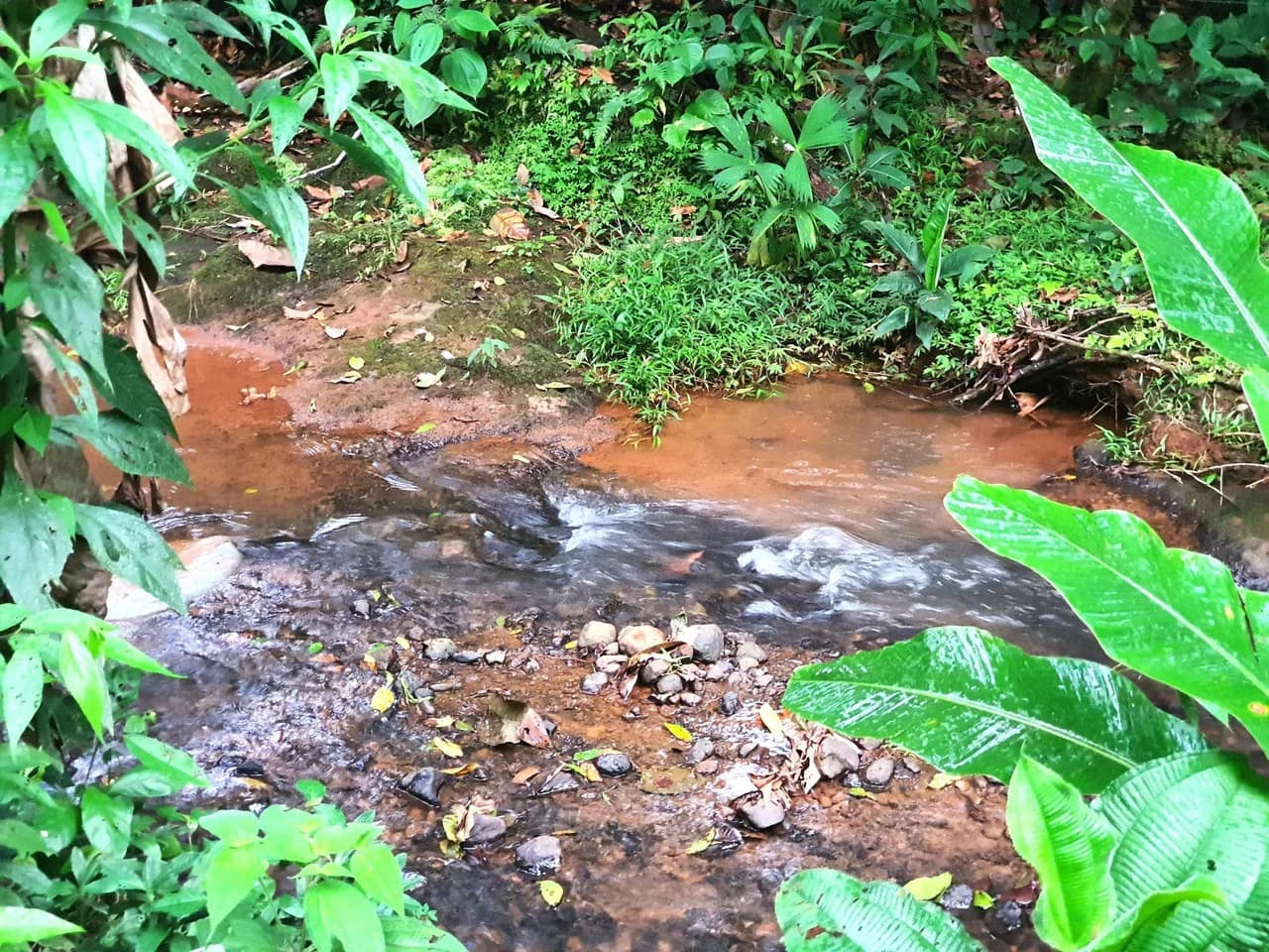 Land in Bijagual with a river crossing the property! - photo 14