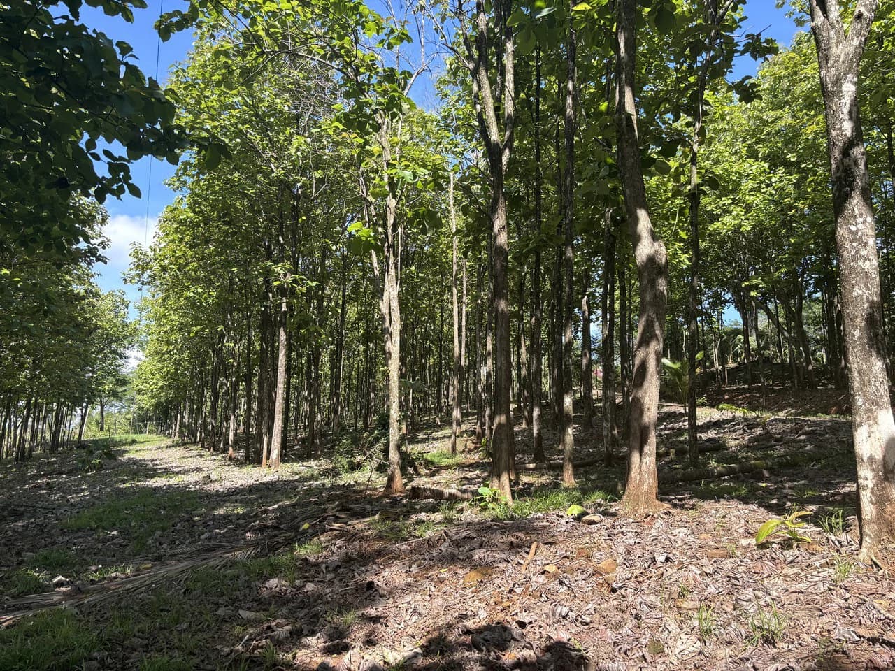 7-Hectare Farm with Teak Plantation, Existing Home & Eco-Development Potential Near Parrita, Costa Rica - photo 14