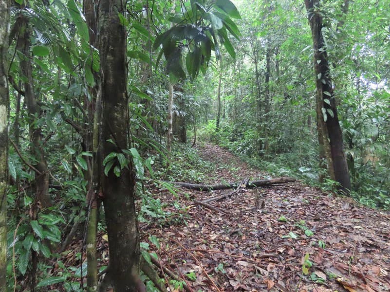 34-Acres of Forest For Sale in Riyito de Puerto Jimenez - photo 27