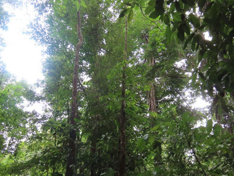 34-Acres of Forest For Sale in Riyito de Puerto Jimenez - photo 34