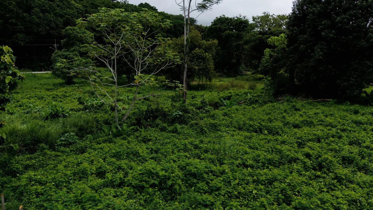 Strategic 5000sqm Commercial Property in Uvita: Perfect for any Business Vision - photo 9
